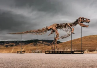 Zdjęcie przedstawia „Gusa” – jeden z największych i najbardziej kompletnych okazów Tyrannosaurus rex, jakie kiedykolwiek odkryto / Fot. Matthew Sherman/Sotheby's